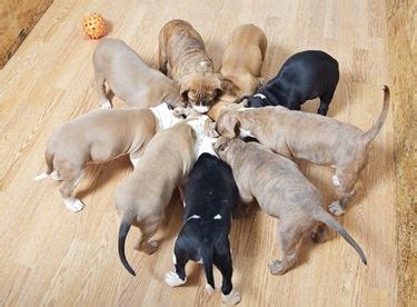 Box Parto Per Cani – Esagonale, 122x65 Cm, Nero, Con Tappetino Assorbente Lavabile, Per Cuccioli Di Taglia Grande/Piccola