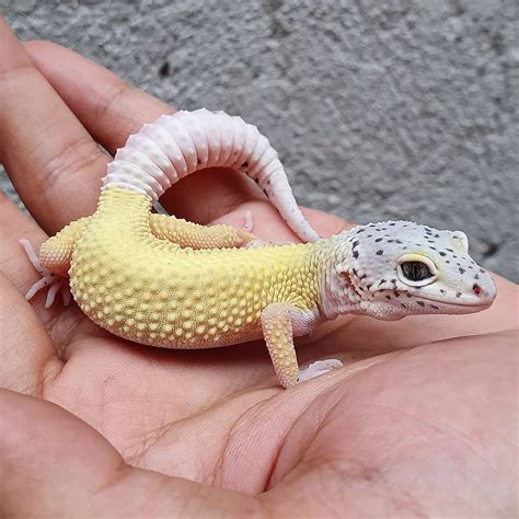 Blazing Banana Blizzard Leopard Gecko