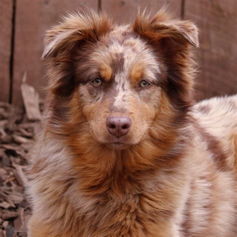 Australian shepherd red merle puppy sales