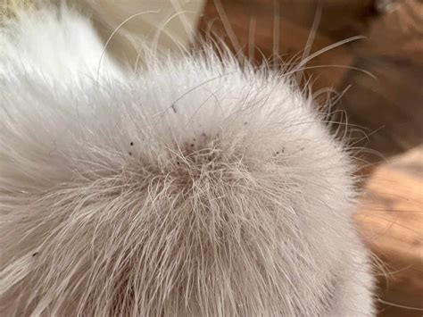 Cat Zits & Acne: Feline Chin Acne | Black Specks Under Chin