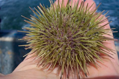 Predators Of Green Sea Urchin at Richard Avitia blog