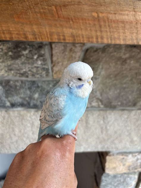 Tame English Budgie Hen