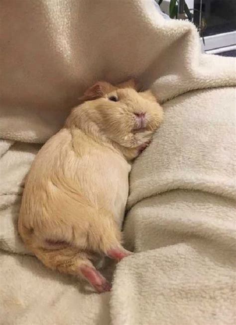 Guinea pig sounds and their meanings – Artofit