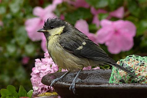 Wet great tit after rain free image download