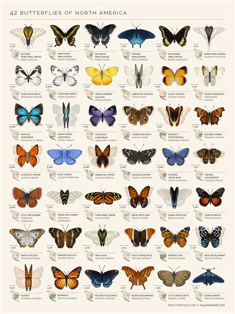 An animated chart of 42 North American butterflies Butterfly Species, Butterfly Art, Unique ...