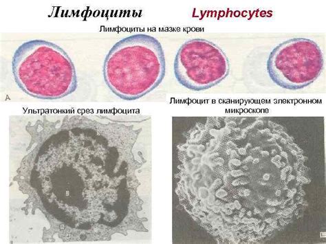 Лейкоциты Leukocytes function protective У взрослых (at adult)–