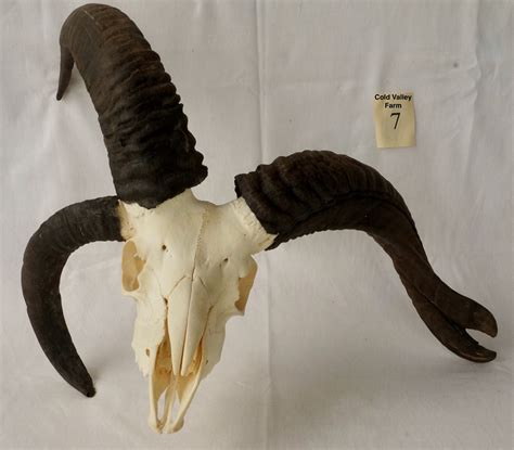 Four Horned Sheep Skull