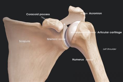 Shoulder Bone Scapula Pain at Makayla Hampton blog