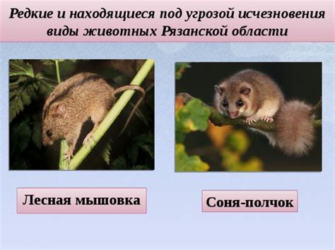 Презентация "Красная Книга Рязанской области - биология, презентации