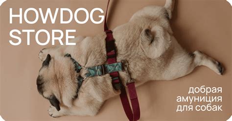 Howdog Store | Интернет-магазин доброй амуниции для собак