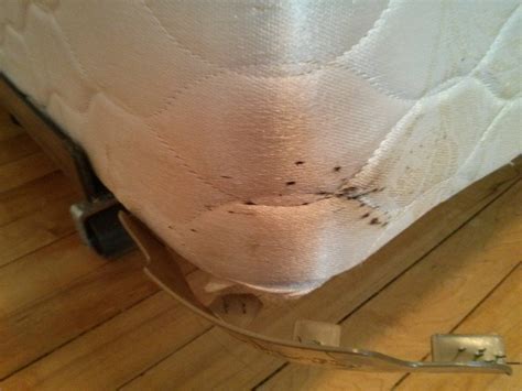 What Colour Is Bed Bug Poop at Mike Gloss blog