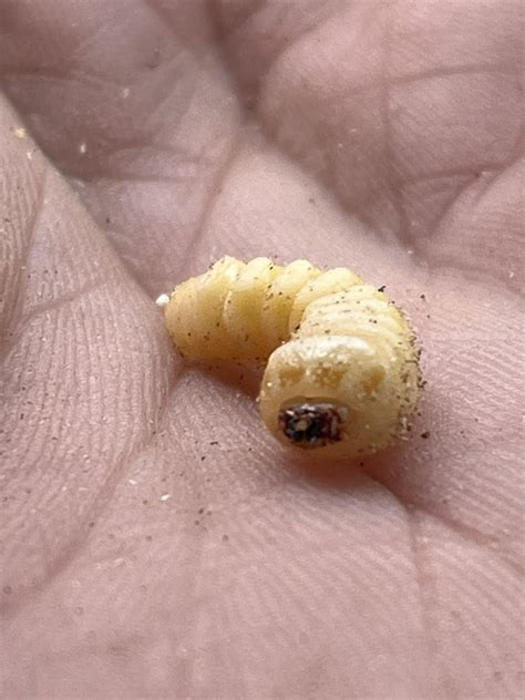 What is this grub ? : r/bugidentification