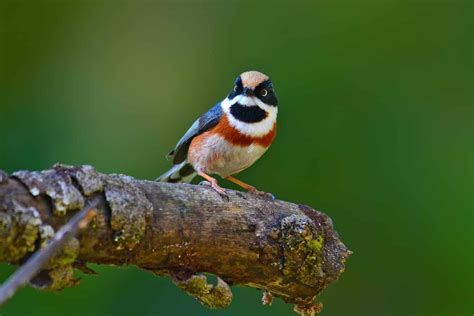 Black-Throated Bushtit: A Tiny Bird With a Big Personality