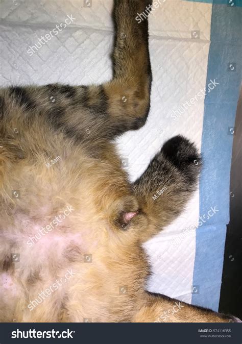 32 Feline Urological Syndrome Images, Stock Photos & Vectors | Shutterstock