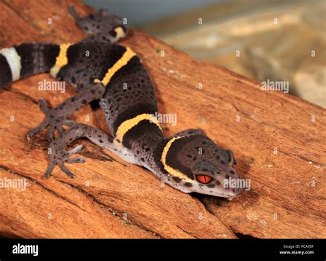 Cave gecko hi-res stock photography and images - Alamy
