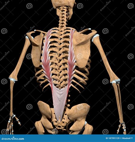 Human Longissimus Thoracis Muscles on Skeleton Stock Illustration ...
