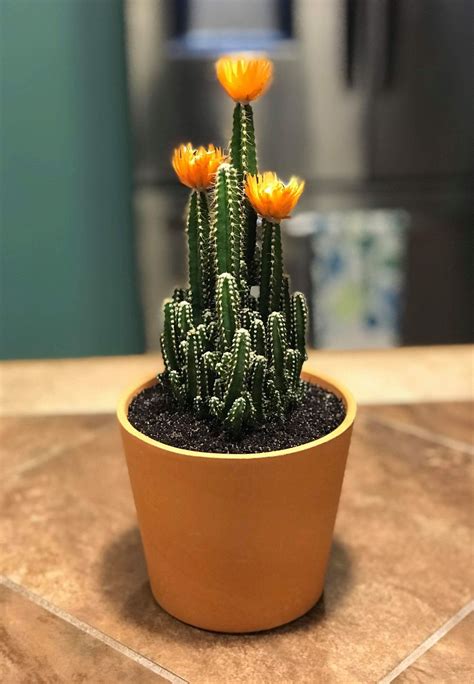 How to Care for Flowering Cactus Varieties - Houseplant Central