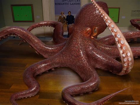 How Much Does An Average Octopus Weigh at Anthony James blog