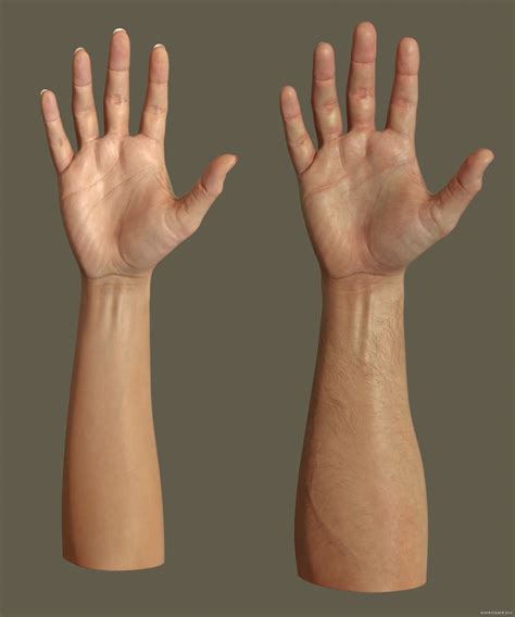 Male Vs Female Hand Anatomy at Nancy Merrell blog