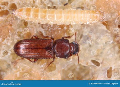 Larva and Beetle of Confused Flour Beetle Tribolium Confusum Known As a ...