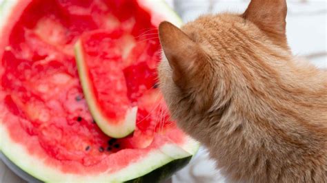Can Cats Eat Melon