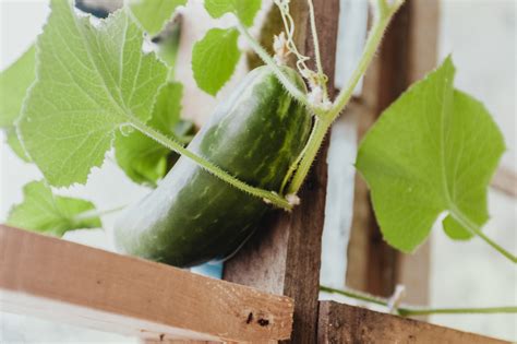 How to Grow Cucumbers in Containers: 9 Tips for Success | Nextdoor ...