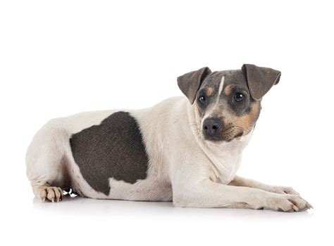 Are Brazilian Terriers Smart Dogs