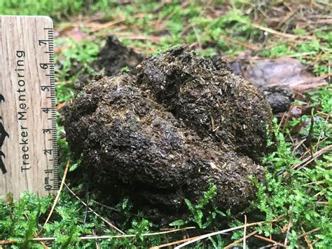 Towards A Better Understanding of Scat — to know the land