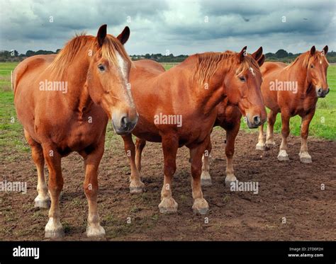 Rare breed suffolk punch horse hi-res stock photography and images - Alamy