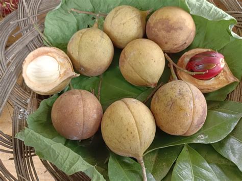 Pala Fruit Information and Facts