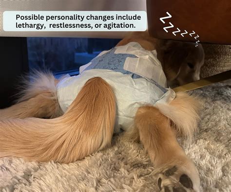 Caring for Your Dog in Heat: Frequently Asked Questions — Golden ...