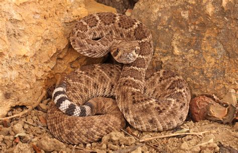 Western Diamondback Rattlesnake - Earth.com