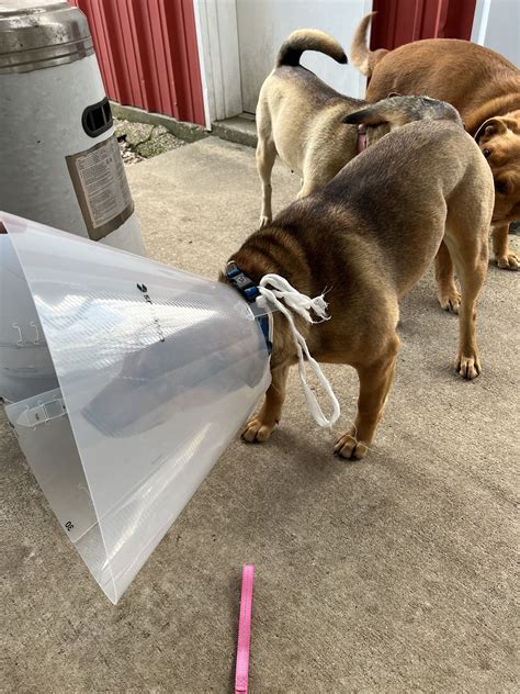 ANIMAL PROTECTION LEAGUE - Longview TX - Hours, Directions, Reviews ...