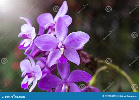Beautiful Purple Color Orchid Over Dark Garden Background with Morning ...