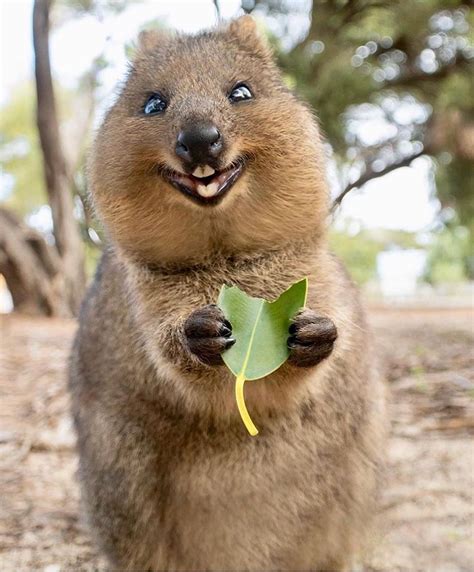 Canon Photography: How cute are Quokkas! Great shots by @cruzysuzy #quokkas... #CiaoNihon, # ...