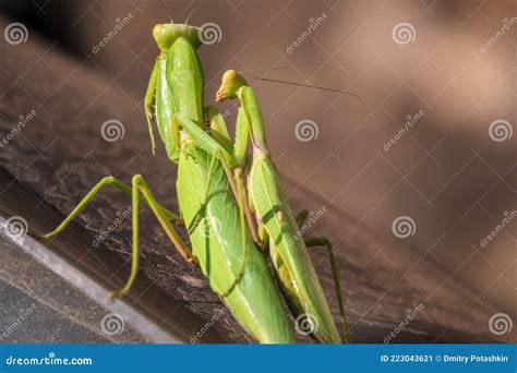 Mating of a Pair of Praying Mantises. Close Up of Pair of European ...