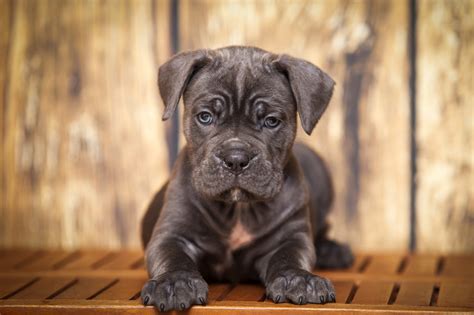 Are Cane Corso Dogs Aggressive