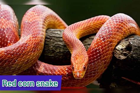 Best Bedding For A Red Corn Snake at Marilyn Coulter blog