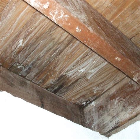 Mildew On Wood Porch Ceiling | Shelly Lighting