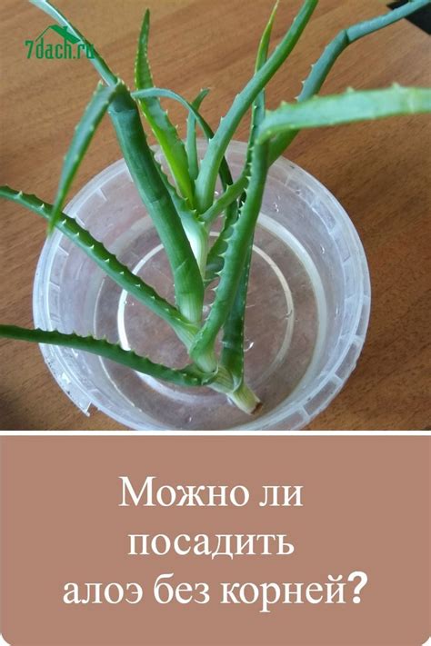 Можно ли посадить алоэ без корней?