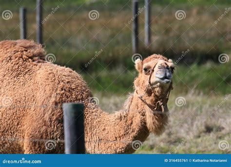 California Farm Scenery - Arabian Camel - Dromedary - One-hump Stock ...
