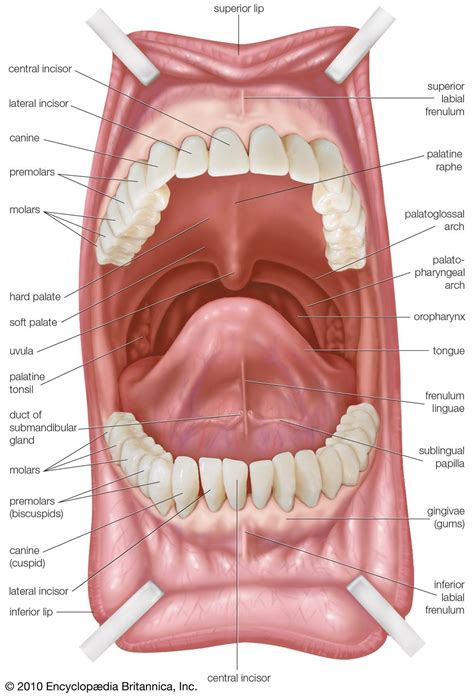 Parts Of The Mouth