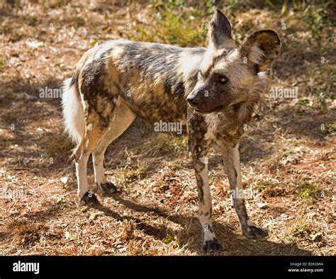 Cape Hunting Dog