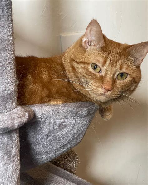 Nixxi | 4th of July sale on 🌶️ site 🇺🇸 Harness gifted by @dr.harness 🤍 | Instagram