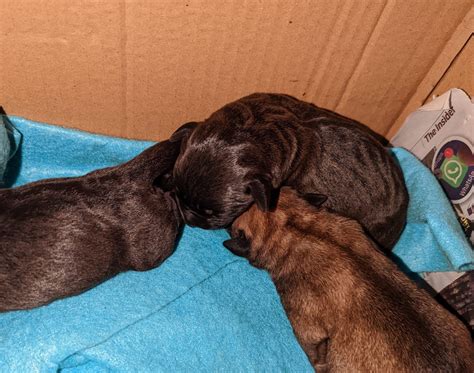 Do Puppies Come Out With Umbilical Cords