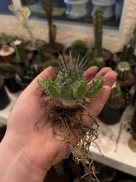 Help! What is this? I found it at a cacti and succulent nursery in ...