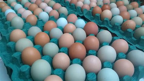 Você Sabe Por Que Alguns Ovos São Azuis ou Verdes? - Agron Agronegócios ...