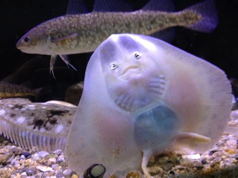 What Do Scallops Eat In The Ocean at Christy Cantu blog