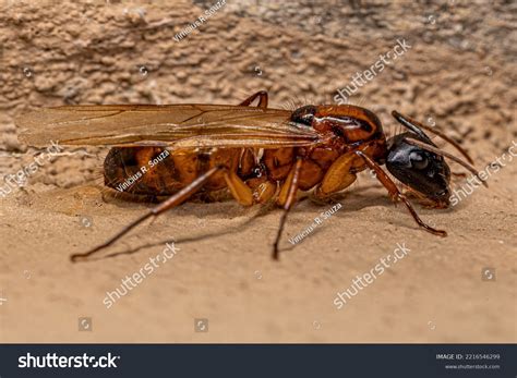354 Carpenter Ant Queen Images, Stock Photos & Vectors | Shutterstock