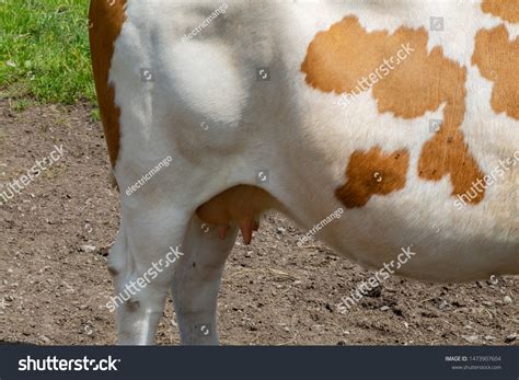 Happy Cow German Region Odenwald Stock Photo 1473907604 | Shutterstock